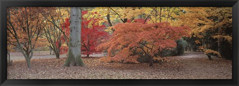 Framed Fall trees and leaves, Gloucestershire, England Print