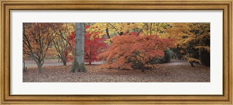 Framed Fall trees and leaves, Gloucestershire, England Print
