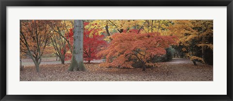 Framed Fall trees and leaves, Gloucestershire, England Print