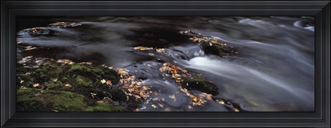 Framed Close-up of Dart River and fallen leaves, Dartmoor, Devon, England Print