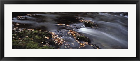 Framed Close-up of Dart River and fallen leaves, Dartmoor, Devon, England Print