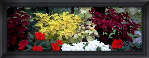 Framed Exotic flowers in Glasgow Botanic Gardens, Glasgow, Scotland Print