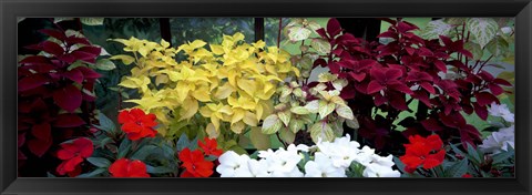 Framed Exotic flowers in Glasgow Botanic Gardens, Glasgow, Scotland Print