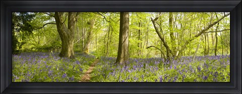 Framed Trees in a forest, Thursford Wood, Norfolk, England Print