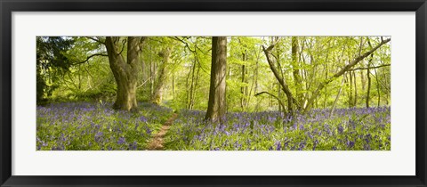 Framed Trees in a forest, Thursford Wood, Norfolk, England Print