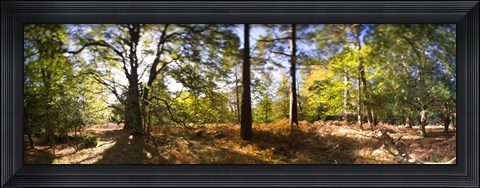 Framed Trees in autumn at sunset, New Forest, Hampshire, England Print