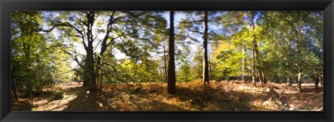 Framed Trees in autumn at sunset, New Forest, Hampshire, England Print