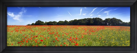 Framed Poppies in a field, Norfolk, England Print