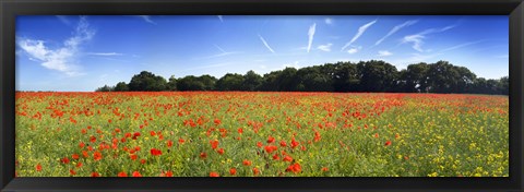 Framed Poppies in a field, Norfolk, England Print