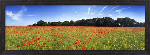 Framed Poppies in a field, Norfolk, England Print