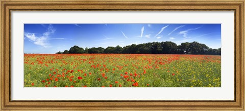 Framed Poppies in a field, Norfolk, England Print