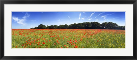 Framed Poppies in a field, Norfolk, England Print