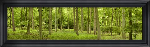 Framed Spring in Thetford Forest, Norfolk, England Print