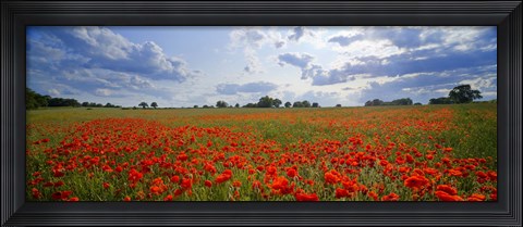Framed Close Up of Red Poppies in a field, Norfolk, England Print