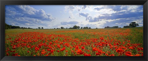 Framed Close Up of Red Poppies in a field, Norfolk, England Print