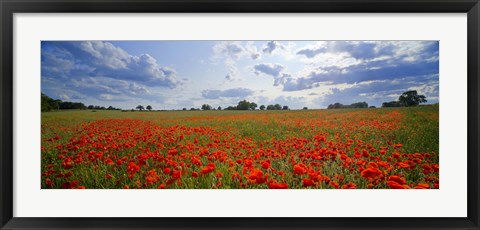 Framed Close Up of Red Poppies in a field, Norfolk, England Print