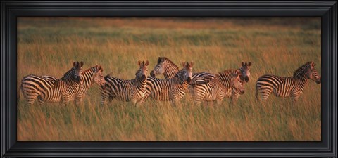 Framed Burchell&#39;s zebras (Equus quagga burchellii) in a forest, Masai Mara National Reserve, Kenya Print