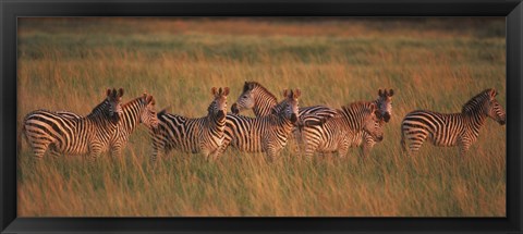 Framed Burchell&#39;s zebras (Equus quagga burchellii) in a forest, Masai Mara National Reserve, Kenya Print