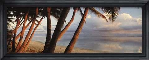 Framed Palm trees on the beach at sunset, Rarotonga, Cook Islands Print