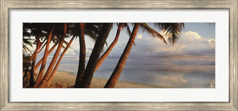 Framed Palm trees on the beach at sunset, Rarotonga, Cook Islands Print