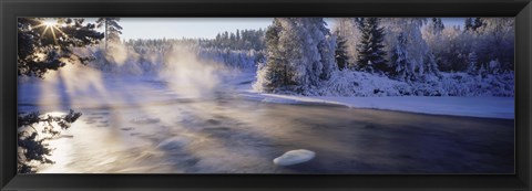 Framed Snow covered laden trees, Dal River, Sweden Print