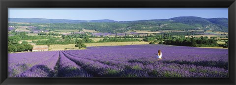 Framed Woman in a field of lavender near Villars in Provence, France Print