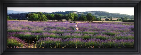 Framed Woman walking with basket through a field of lavender in Provence, France Print