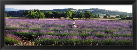 Framed Woman walking with basket through a field of lavender in Provence, France Print