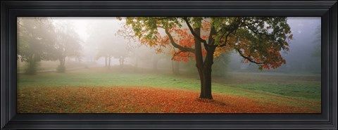 Framed Trees in a park, Djurgarden, Stockholm, Sweden Print