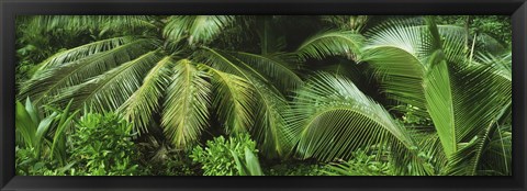 Framed Palm fronds and green vegetation, Seychelles Print