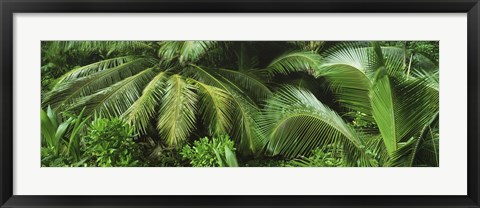 Framed Palm fronds and green vegetation, Seychelles Print