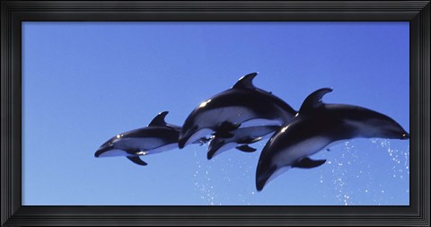 Framed Four Bottle-nosed dolphins (Tursiops truncatus) in flight Print