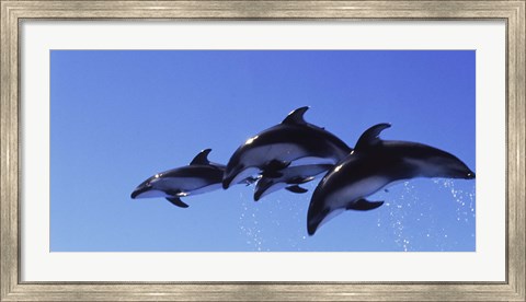 Framed Four Bottle-nosed dolphins (Tursiops truncatus) in flight Print