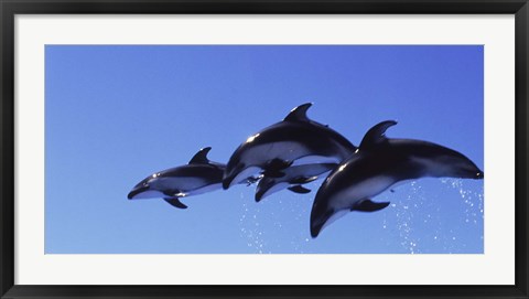 Framed Four Bottle-nosed dolphins (Tursiops truncatus) in flight Print