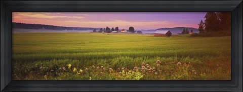 Framed Wildflowers in a field, Finland Print