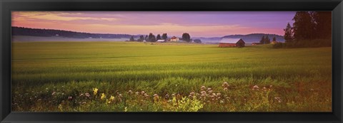 Framed Wildflowers in a field, Finland Print