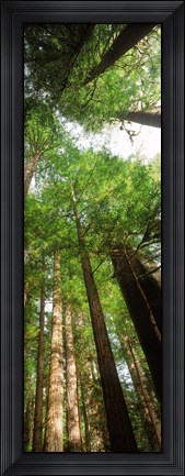 Framed Coast Redwood (Sequoia sempivirens) trees in a forest, California, USA Print