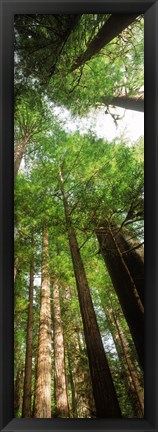 Framed Coast Redwood (Sequoia sempivirens) trees in a forest, California, USA Print