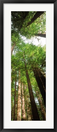 Framed Coast Redwood (Sequoia sempivirens) trees in a forest, California, USA Print