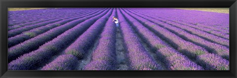 Framed Fields of lavender, Provence-Alpes-Cote d&#39;Azur, France Print