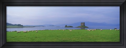 Framed Castle on an island, Glencoe, Loch Linnh, Stalker Castle, Scotland Print