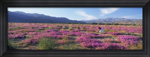 Framed Woman in a Desert Sand Verbena field, Anza Borrego Desert State Park, California, USA Print