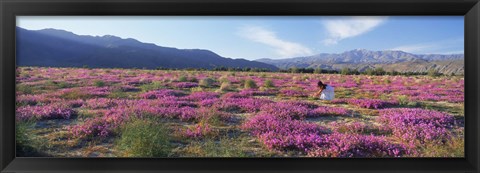 Framed Woman in a Desert Sand Verbena field, Anza Borrego Desert State Park, California, USA Print