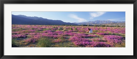 Framed Woman in a Desert Sand Verbena field, Anza Borrego Desert State Park, California, USA Print