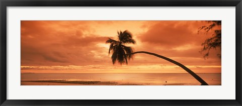 Framed Silhouette of an old palm tree on the beach at sunset, Aitutaki, Cook Islands Print