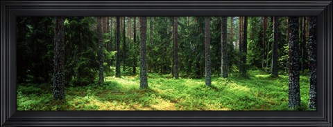 Framed Pine forest, Uppland, Sweden Print