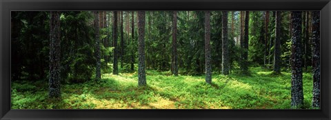 Framed Pine forest, Uppland, Sweden Print