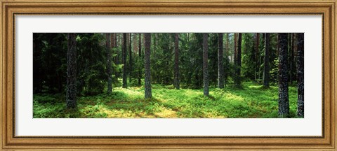 Framed Pine forest, Uppland, Sweden Print