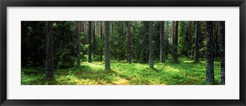 Framed Pine forest, Uppland, Sweden Print