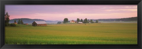 Framed Barn and wheat field across farmlands at dawn, Finland Print